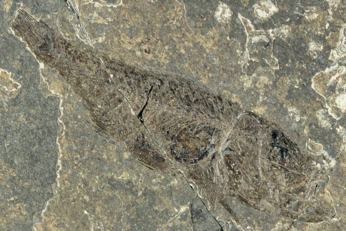 Oligocene Fossil Percoid Fish (Oligoserranoides) - Poland #320640